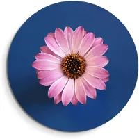 KitchenArt - Pastel Margriet – Muurcirkel Binnen - ø 80 cm - Wandcirkel - Mét Ophangsysteem - Wanddecoratie - Muurdecoratie
