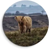 KitchenArt - Schotse Hooglander in het veld – Muurcirkel Binnen - ø 100 cm - Wandcirkel - Mét Ophangsysteem - Wanddecoratie - Muurdecoratie