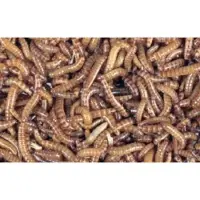 Repto Levende Buffalowormen 1000ML