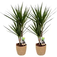 Greenis 2 x Dracena Marginata with Natural Basket, pot maat Ø17, 60-70cm hoogte, kamerplanten, Inclusief mand,easy to care for, echte planten, geweldig cadeau-idee, great gift idea