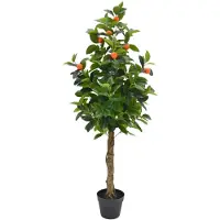 Buitengewoon Boet Kunst Fruitboom Kumquat - 130 cm