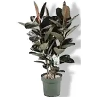 Beautanic Lifestyle Ficus Makana - Sofia Toef Potmaat 30 H120-130 kamerplant