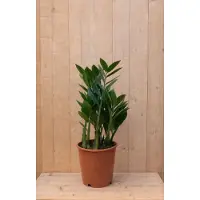Warentuin Collection Emerald palm Zamioculcas potmaat 12 cm H20-40 cm kamerplant