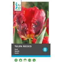 Intratuin Bloembollen Tulp (Tulipa 'Rococo') 10 Stuks
