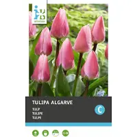 Intratuin Bloembollen Tulp (Tulipa 'Algarve') 10 Stuks