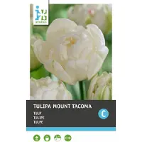 Intratuin Bloembollen Tulp (Tulipa 'Mount Tacoma') 10 Stuks