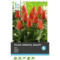 Intratuin Bloembollen Tulp (Tulipa 'Oriental Beauty') 10 Stuks