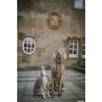 Hunter Freestyle - Halsband Hond - Groen - Touw - L-XL - 60 cm