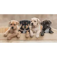 Sweet Home Handdoek puppies - katoen - handdoek 70x140 cm