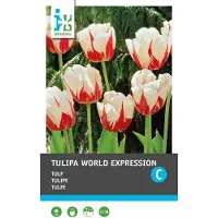 Intratuin Bloembollen Tulp (Tulipa 'World Expression') 10 Stuks