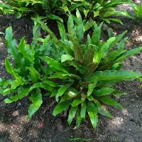 GP 25 x Asplenium scolopendrium - Tongvaren in 9x9 pot met hoogte 0-10 cm