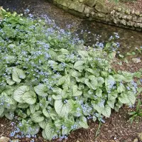 GP 6 x Brunnera macrophylla 'Jack Frost' - Kaukasisch Vergeet-mij-nietje in 9x9 pot met hoogte 0-10 cm