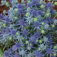 GP 6 x Eryngium planum 'Blue Hobbit' - Kruisdistel in 9x9 pot met hoogte 0-10 cm