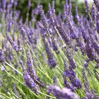 GP 6 x Lavandula intermedia 'Grosso' - Lavendel in 9x9 pot met hoogte 5-10 cm