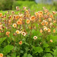 GP 12 x Geum hybride 'Mai Tai' - Nagelkruid in 9x9 pot met hoogte 0-10 cm