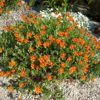 GP 12 x Helianthemum 'Bronzeteppich' - Zonneroosje in 9x9 pot met hoogte 0-10 cm