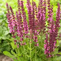 GP 25 x Salvia nemorosa 'Sensation Deep Rose' - Salie in 9x9 pot met hoogte 0-10 cm
