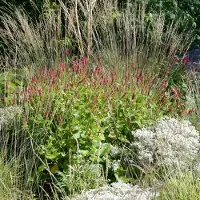 GP 12 x Persicaria amplexicaulis 'Blackfield' - Duizendknoop in 9x9 pot met hoogte 0-10 cm