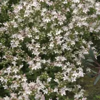 GP 25 x Thymus praecox 'Pink Chintz' - Kruiptijm in 9x9 pot met hoogte 0-10 cm