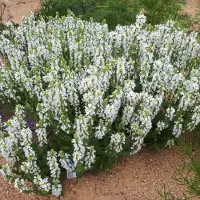 GP 25 x Salvia nemorosa 'Sensation White' - Salie in 9x9 pot met hoogte 0-10 cm