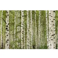 A.S. Création Fotobehang berkenbos in geel groen