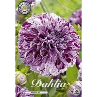 Sam van Schooten Dahlie 'Marble Ball' (1 stuk) | Dahliabollen van