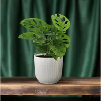 Hello Plants Monstera Monkey Leaf Gatenplant - Ø 12 cm - Hoogte: 30 cm - Kamerplant