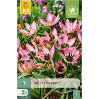JUB - Tulipa danique 7st