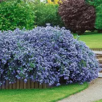 GP 8 x Amerikaanse Sering Blauw - Winterharde Struik - Ceanothus thyrsiflorus 'Repens' in C1(liter) pot met hoogte 10-20cm