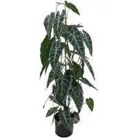 Buitengewoon Boet Kunstplant Caladium in Pot - 77 cm