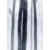 IXXI Snow Trees 2, Mareike Böhmer - 100 x 140 cm - Gratis ophangtool - Grote wanddecoratie en posters - Fotografie, Woonkamer, Slaapkamer, Bossen