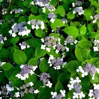 GP 12 x Hydrangea serrata 'Bluebird' C2 - Schermhortensia in C2(liter) pot met hoogte 20-30cm