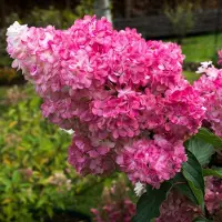 GP 4 x Hydrangea paniculata 'Sundae Fraise' C2 - Pluimhortensia in C2(liter) pot met hoogte 20-30cm