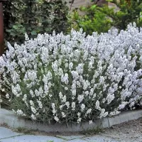 GP 12 x Witte Lavendel XL - Vaste Planten - Tuinplanten Winterhard - Lavandula angustifolia Edelweiss in C2(liter) pot met hoogte 10-30cm