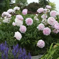 GP 8 x Pioenroos Roze - Paeonia lactiflora 'Sarah Bernhardt' in C1(liter) pot met hoogte 0-30cm