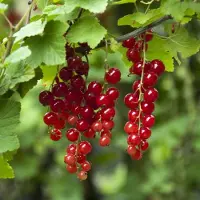 GP 8 x Rode Bes - Ribes rubrum 'Jonkheer Van Tets' in C2(liter) pot met hoogte 50-60cm