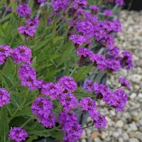 GP 12 x IJzerhard rigida XL- Verbena rigida in C2(liter) pot met hoogte 10-30cm