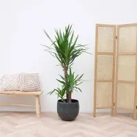 Green bubble Yucca Elephantipes - 140cm