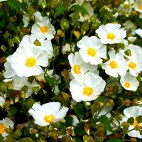 QFB Gardening Cistrusroos (Cistus) 'Obtusifolius' | 1 stuk | groenblijvende vaste plant | wintergroen | Rotsplant | plant voor rotstuin | alpine plant | 11x11 cm Kwekerspot