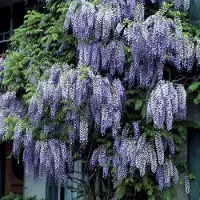 GP 12 x Blauwe Regen 'Issai Perfect' Paars - Winterharde Bloeiende Klimplant - Wisteria sinensis 'Issai Perfect' in C2.5 liter pot met hoogte 50-60cm
