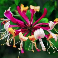GP 12 x Rood Wit Kamperfoelie - Bloeiende Klimplant - Lonicera 'Serotina' in C2(liter) pot met hoogte 50-60cm
