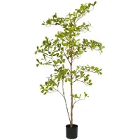 Emerald eternal green B.V. Indische amandelboom in pot l100cm groen