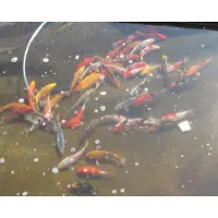 Coppens Koivoer Top Koi 3 mm 2,5 kg- visvoer - vissenvoer - vijvervoer - kleurvoer - korrels - voer - drijvend - koikarper - goudvis - all roud mix -muti Color