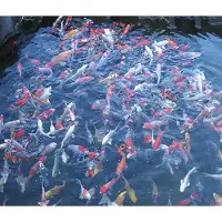 Coppens Koivoer Top Koi 3 mm 5 kg- visvoer - vissenvoer - vijvervoer - kleurvoer - korrels - voer - drijvend - koikarper - goudvis - all roud mix -muti Color
