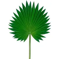 Easyplants | Kunstblad Washingtonia 73cm | Zijde | Nepbloemen | groen | Onderhoudsvrij | Kant-en-klaar
