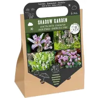 Florex Bloembollen Nuttige Bloemen Schaduwtuin 6 Stuks