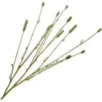 Silk-ka Kunstbloem Pimpernel Groen H 84 Cm