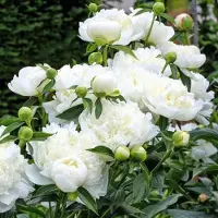 GP 4 x Pioenroos Wit - Paeonia 'Duchesse de Nemours' in C1(liter) pot met hoogte 0-30cm