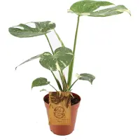 Intratuin Bonte Gatenplant (Monstera Deliciosa 'Thai Constellation') D 15 H 50 Cm