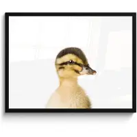 PosterMonkey Poster in lijst - Fotolijst 70x50 cm - Posters - Eend - Geel - Dieren - Natuur - Posterlijst zwart - Decoratie - Wanddecoratie woonkamer - Muurdecoratie slaapkamer